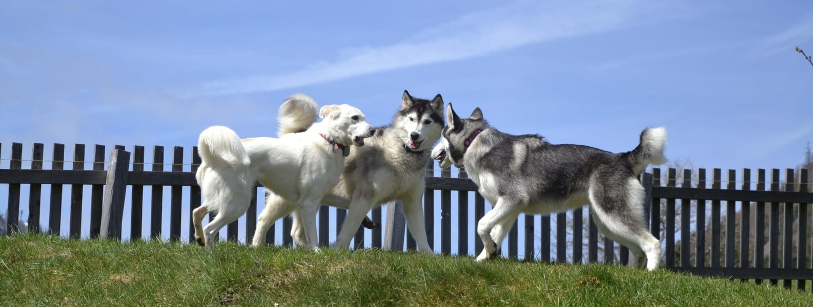 Hundeverein Ausseerland Title Image